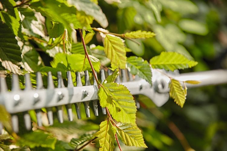 STIHL HL-KM 145 Degree 60cm/24″ blade Long Reach Hedge Trimmer